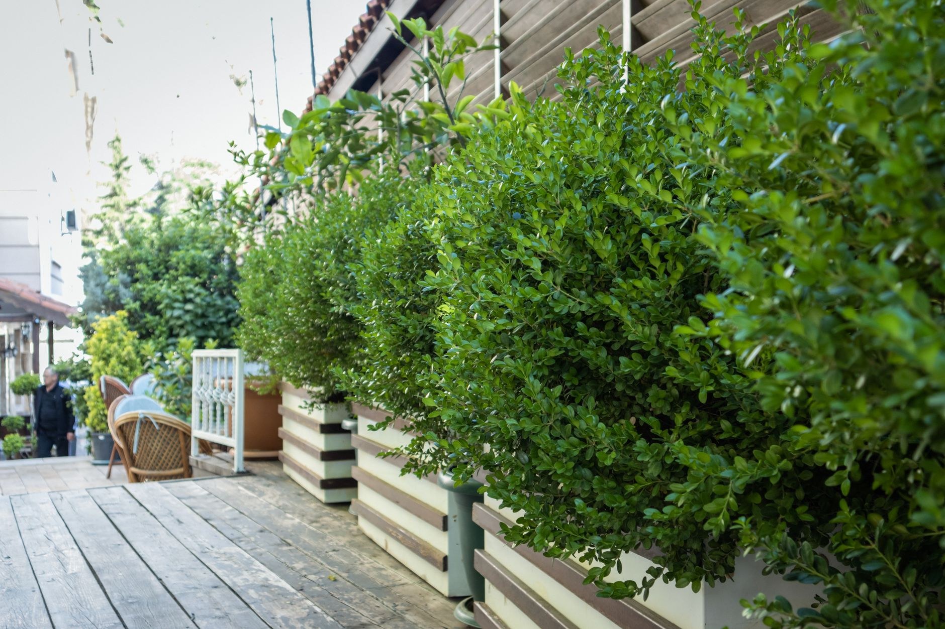 The finished garden