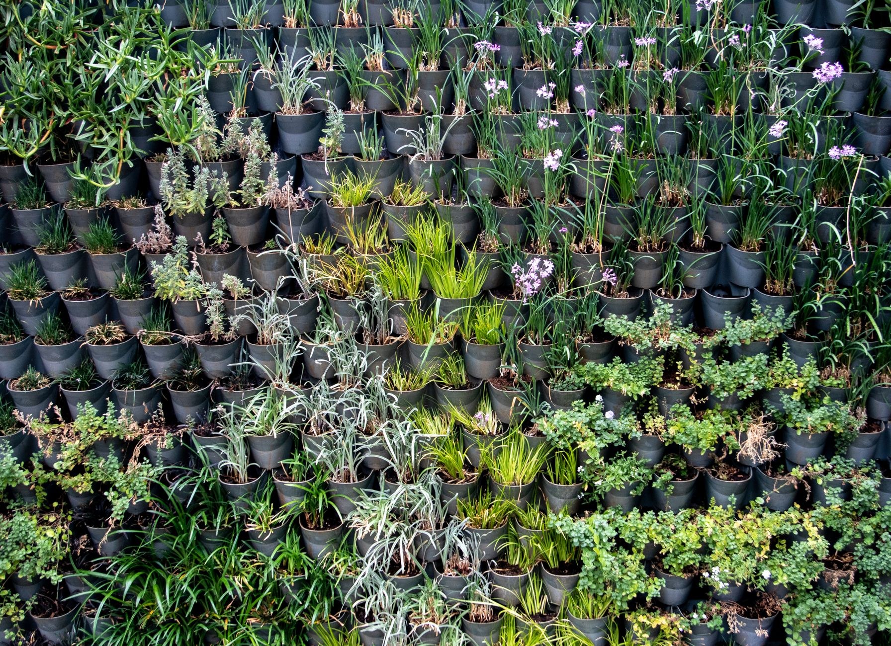 Garden before redesign