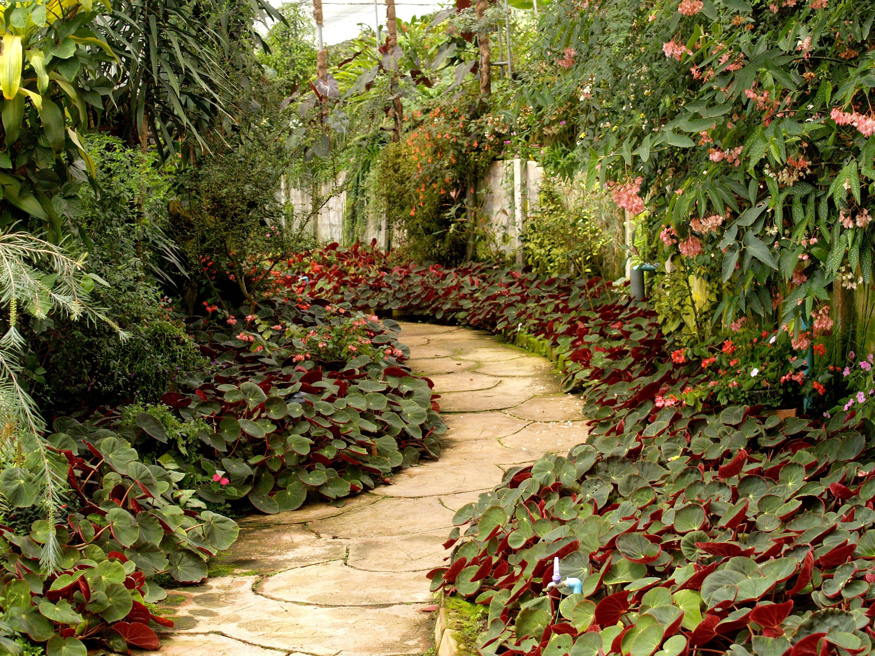 A lush Auckland garden path framed by layered planting